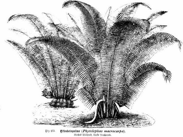 Phytelephas aequatorialis