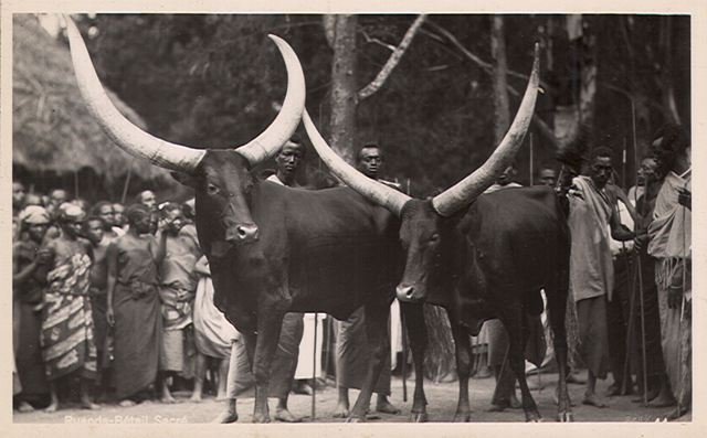 Vaches sacrées Watussi-Ruanda (Ph. Zagourski)